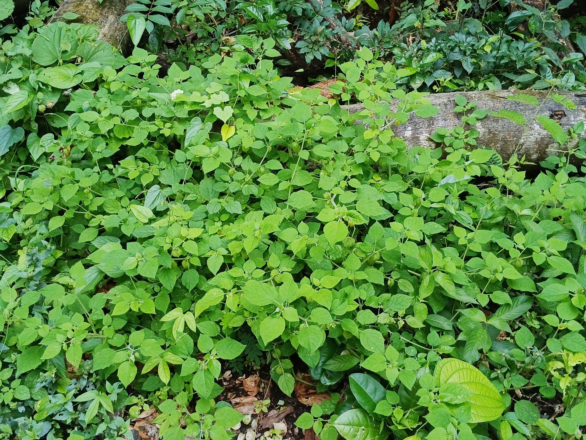 Imagem de Camapu