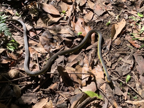 Common Tree Snake sighting