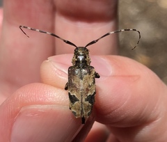 Graphisurus triangulifer