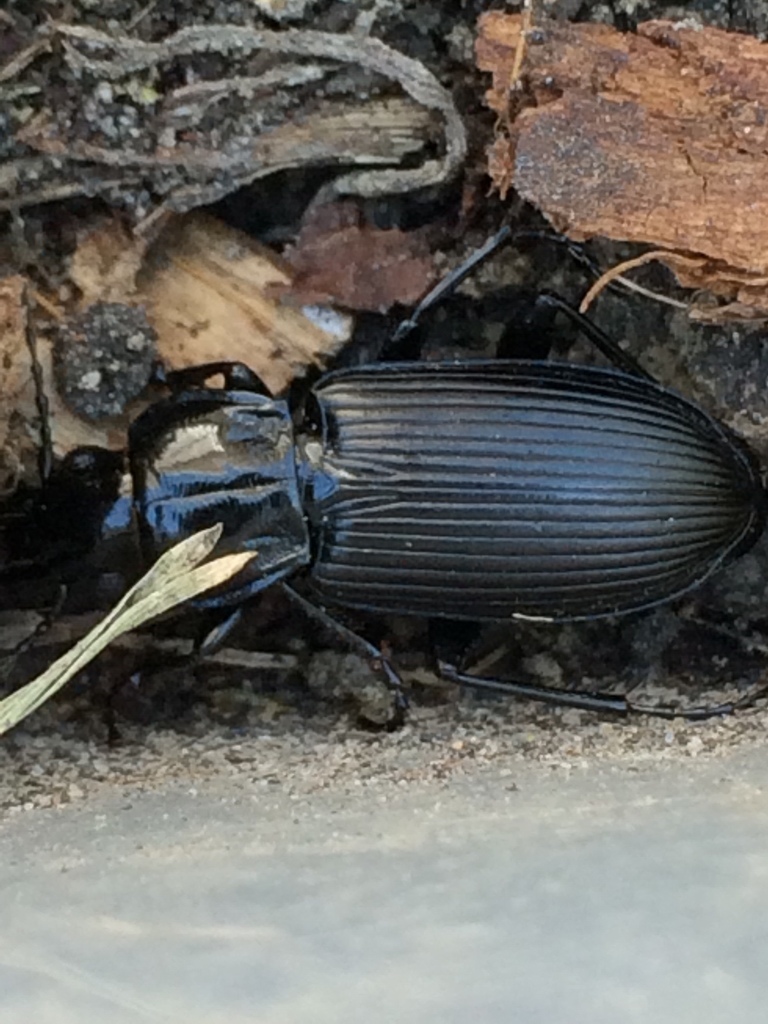 Petrophilus