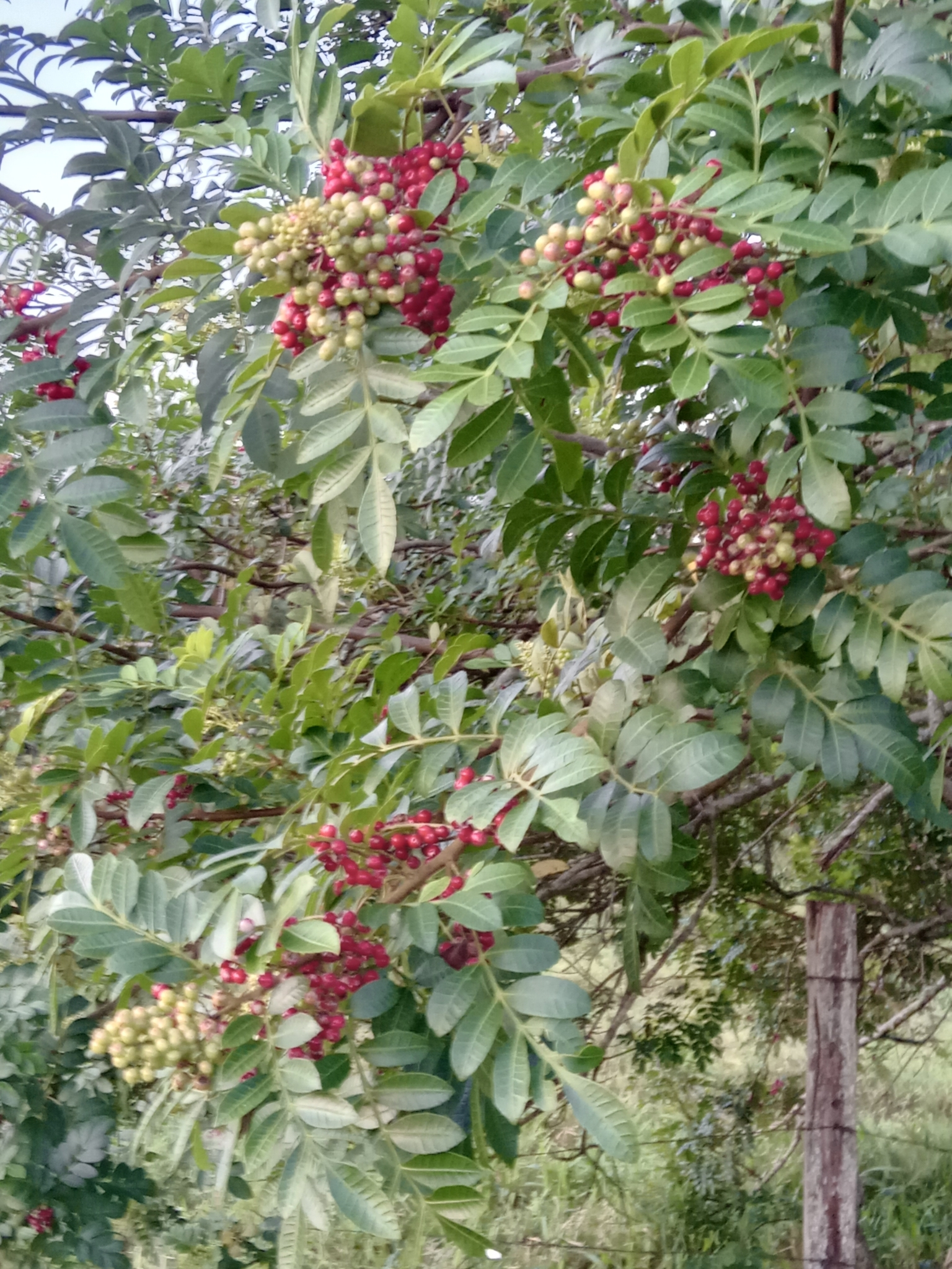 Schinus terebinthifolia