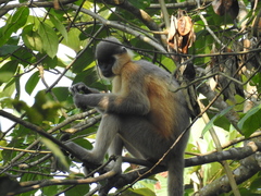 Trachypithecus pileatus