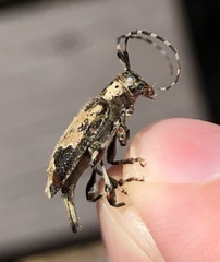 Graphisurus triangulifer