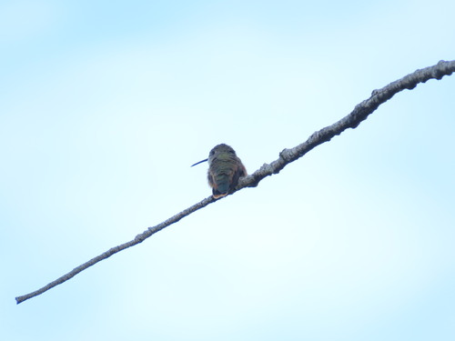 Bahama Woodstar (Nesophlox evelynae)