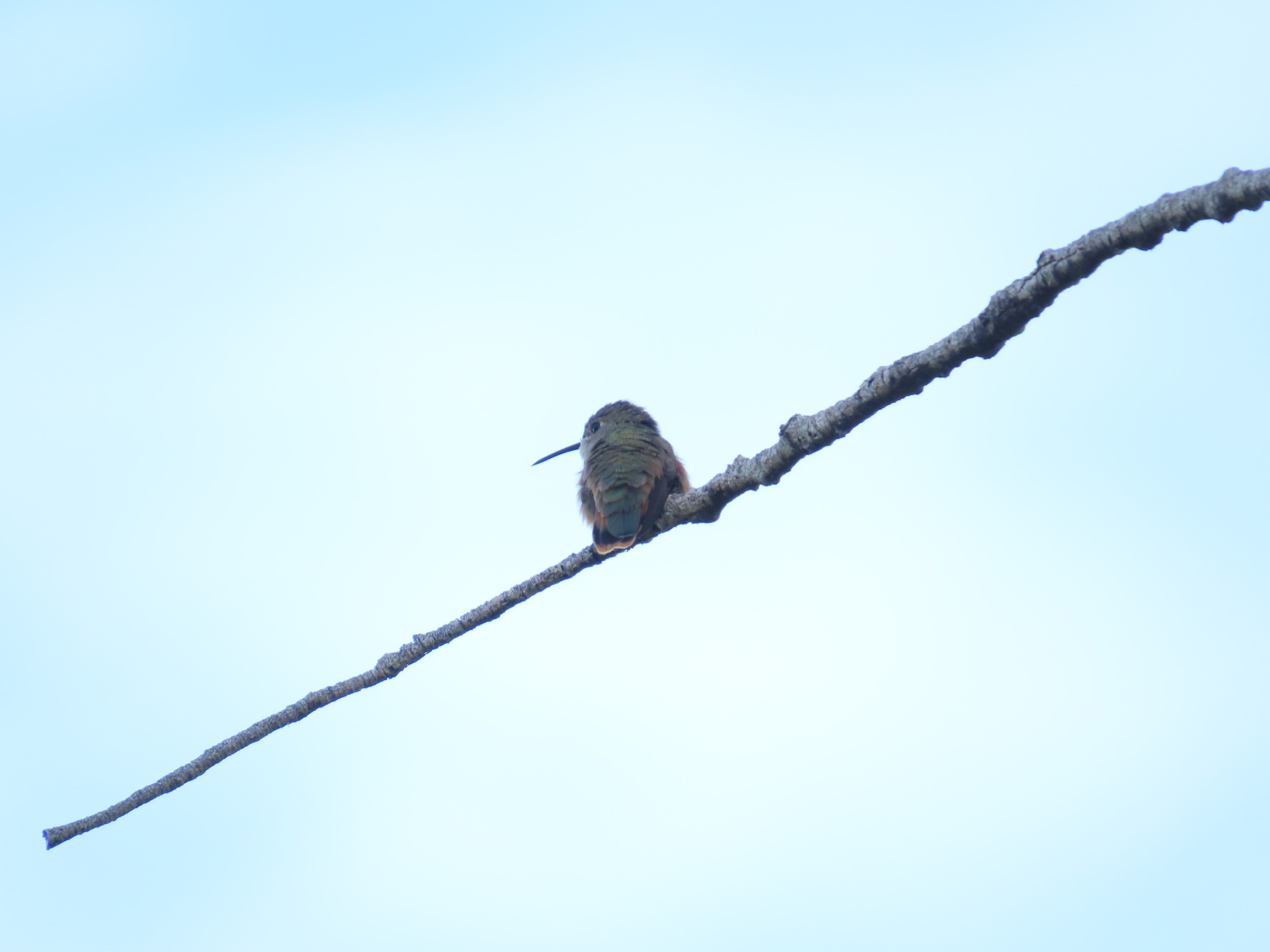Bahama Woodstar (Nesophlox evelynae)