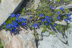 Gentiana bavarica subacaulis