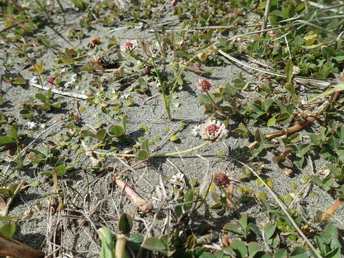 Trifolium fragiferum iNat (2)