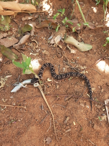 Caatinga Lancehead, Bothrops erythromelas