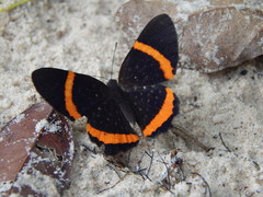 Riodina lysippus