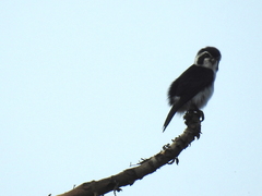 Microhierax melanoleucos