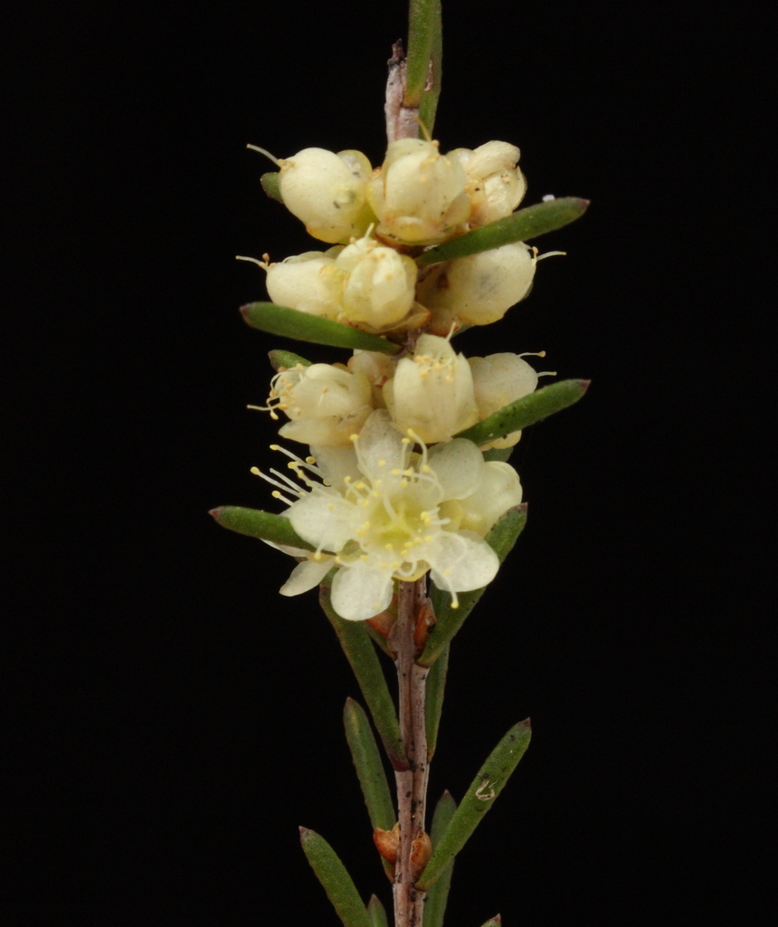 Hypocalymma ericifolium