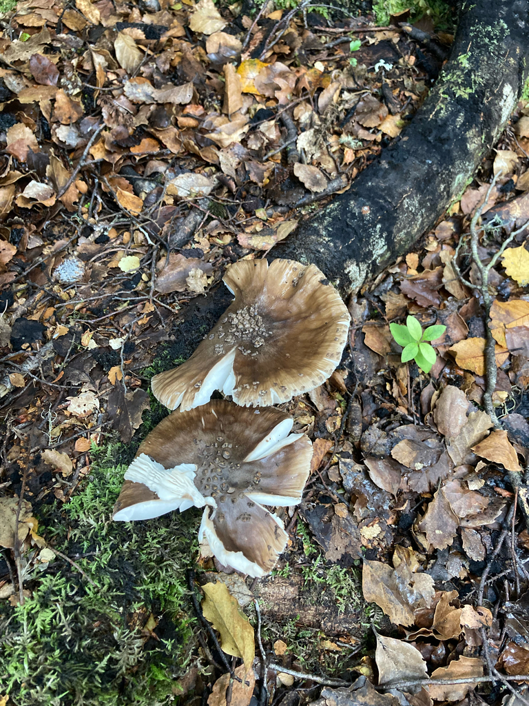 Amanita nothofagi · January 2025 · photo: © berardom (iNaturalist, cc-by)