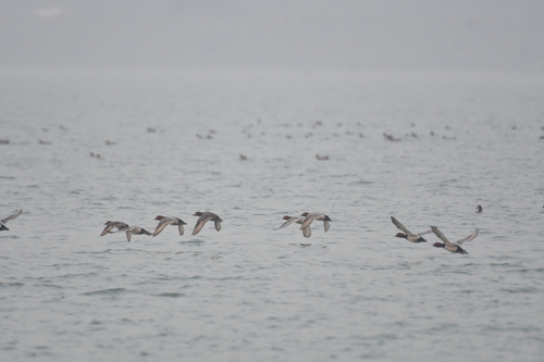 Common Pochard