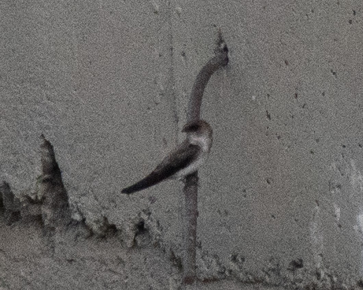 Grey-throated Martin