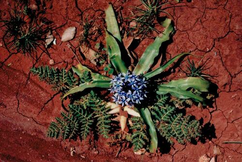 Scilla peruviana