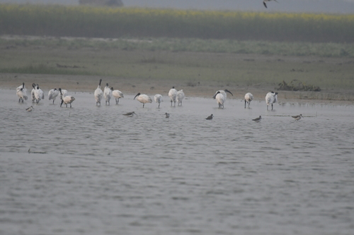 Black-headed Ibis