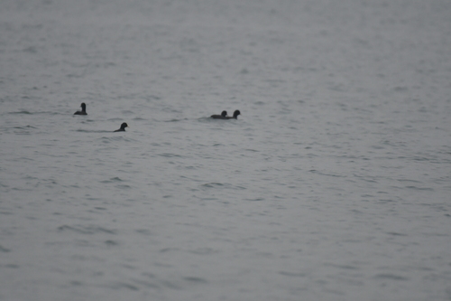 Eurasian Coot