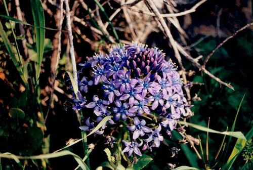 Scilla peruviana