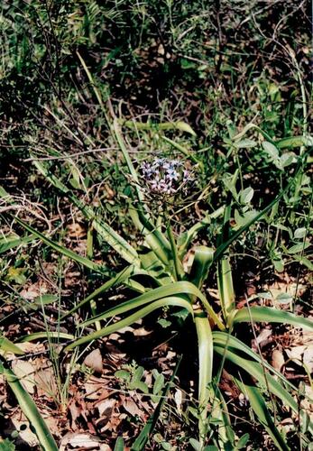 Scilla peruviana