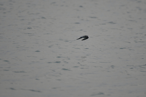 Small Pratincole