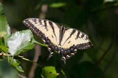Papilio glaucus glaucus