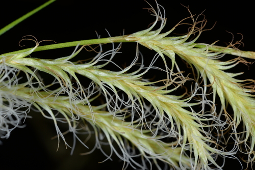 Carex longistipes iNat (3)