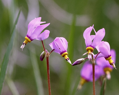 Primula conjugens