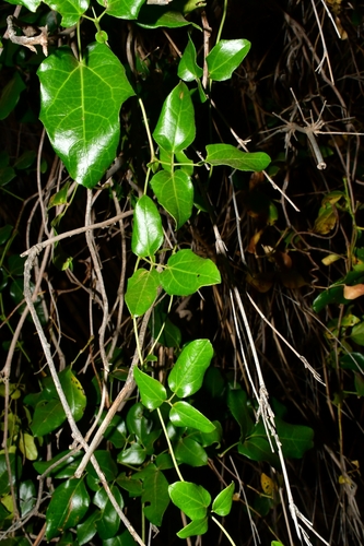 Cogumelo-do-vento