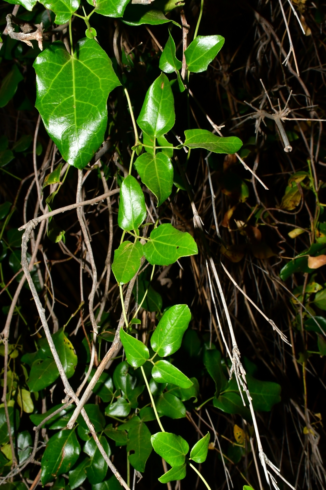 Imagem de Cogumelo-do-vento