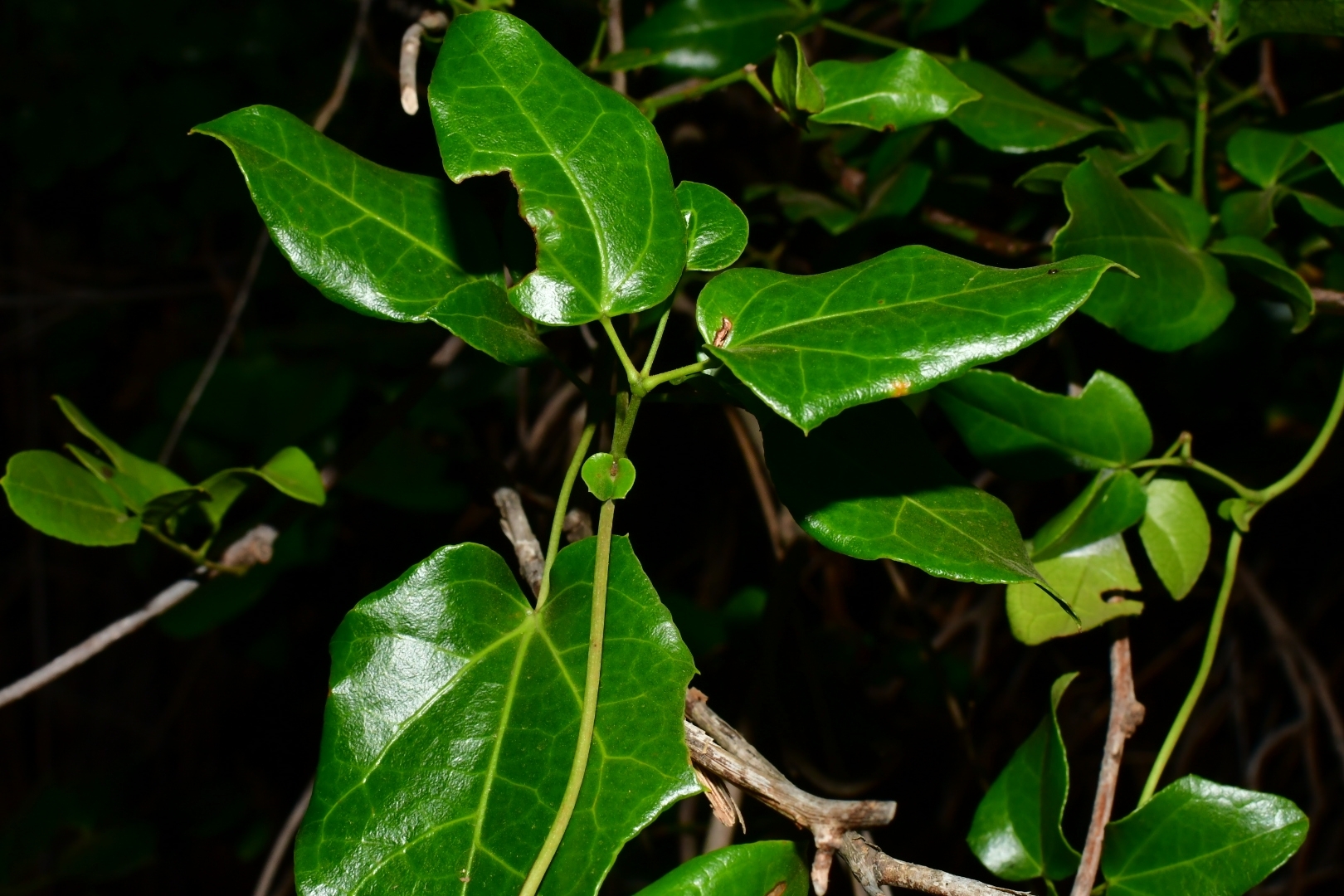 Imagem de Cogumelo-do-vento