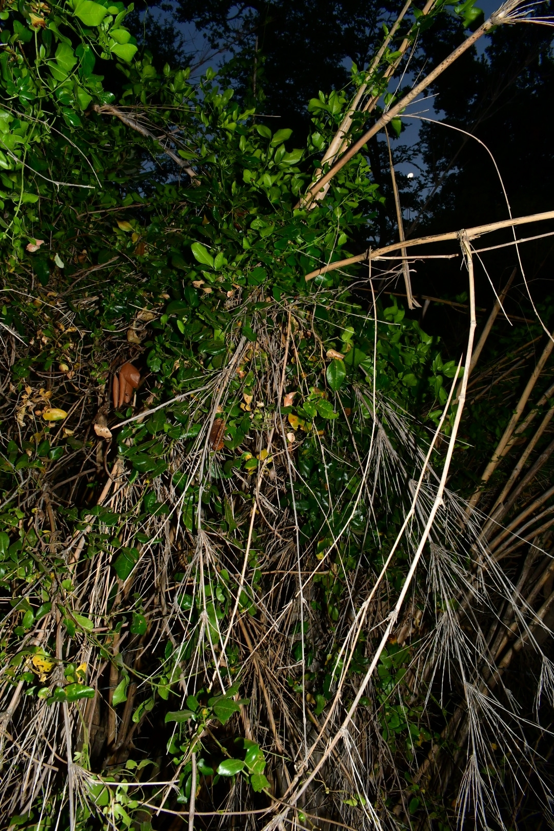 Imagem de Cogumelo-do-vento
