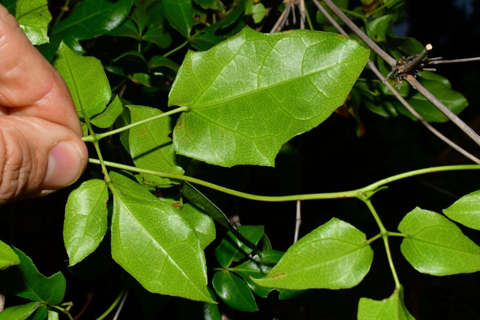 Imagem de Cogumelo-do-vento