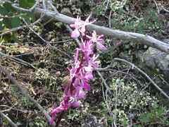 Troodos orchid (Orchis troodi)