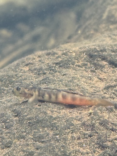 Oopu Alamoo (Lentipes concolor) — Gobiidae — 4