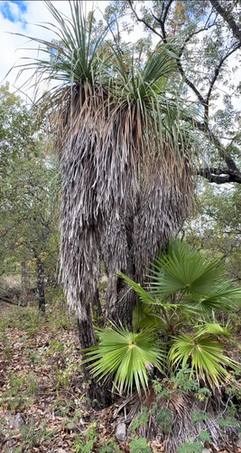 Nolina beldingii