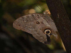 Caligo brasiliensis