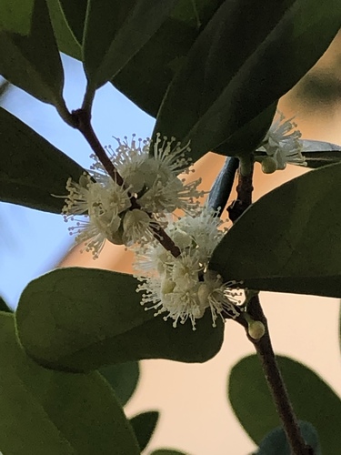 Eugenia foetida Pers.