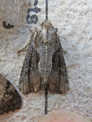 Lateroligia ophiogramma