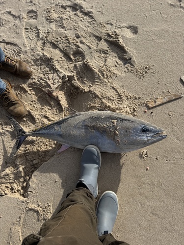 Yellowfin tuna (Thunnus albacares) — Scombridae — 5