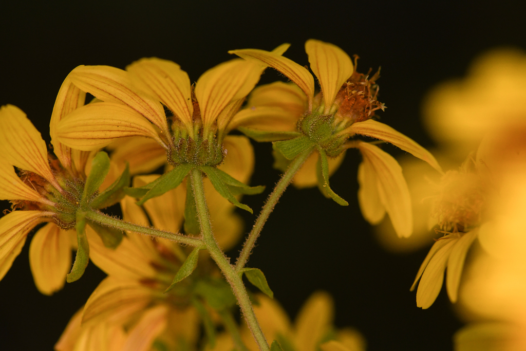 Rumfordia floribunda; photograph (c) Trevor Van Loon, some rights reserved (CC BY)