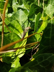 Lacerta agilis