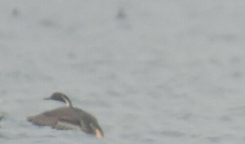 Northern Pintail