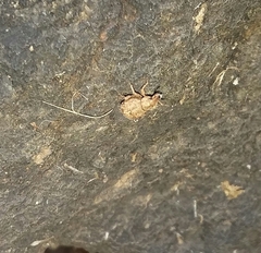 Pseudocneorhinus obesus