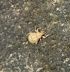 Pseudocneorhinus obesus