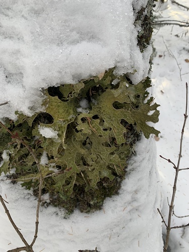 Tree Lungwort