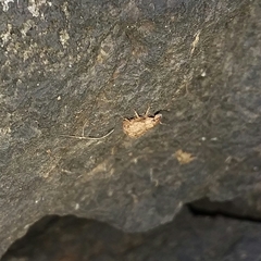 Pseudocneorhinus obesus