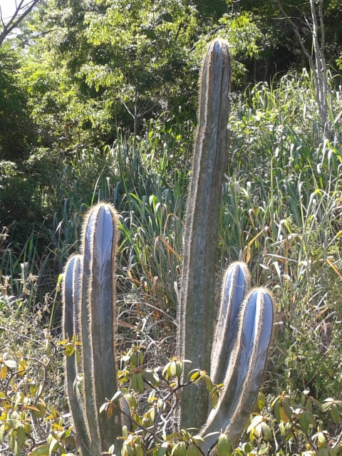 Pilosocereus magnificus