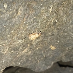 Pseudocneorhinus obesus