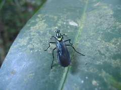 Raphiocera ornata