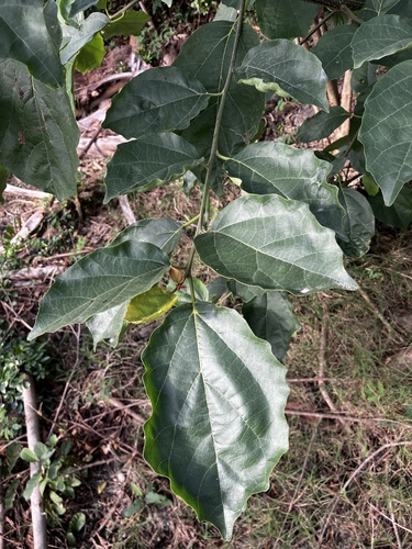 Foto de Pombeiro